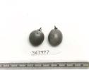 Click for 1 image(s) for this accession. FRUIT